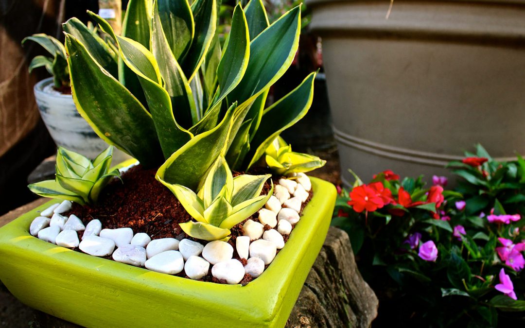 Iluminación: cómo cuidar las plantas en maceta